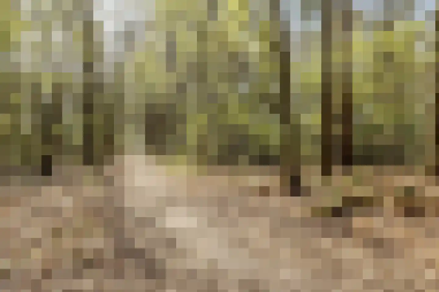Woestenes 7 Eibergen thumbnail 86