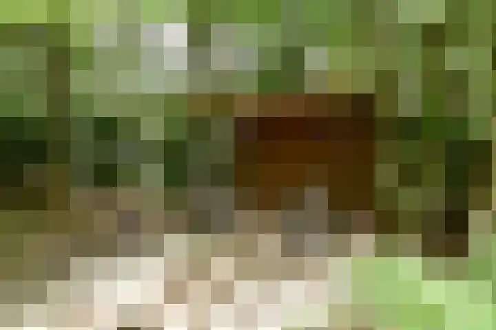 Woesterbergweg 27 Emst thumbnail 6