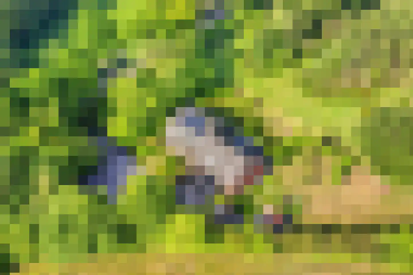 Woestijnestraat 3 Clinge thumbnail 4