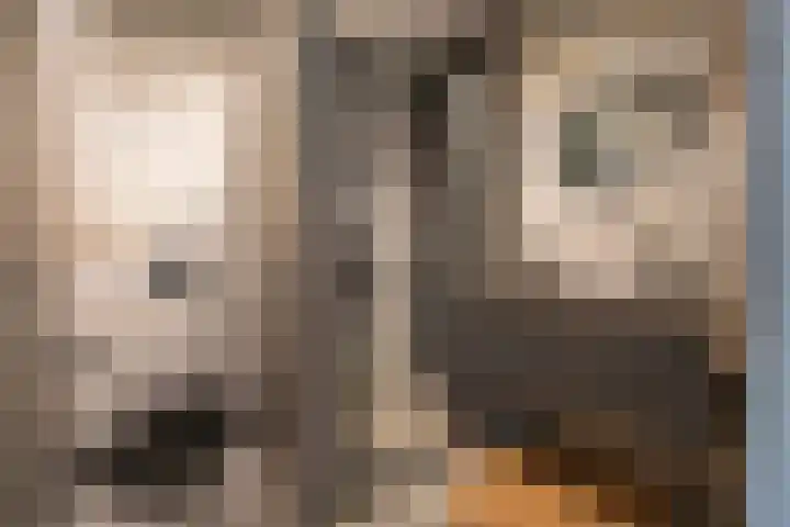 Woestijnvalk 11 Valkenburg thumbnail 16