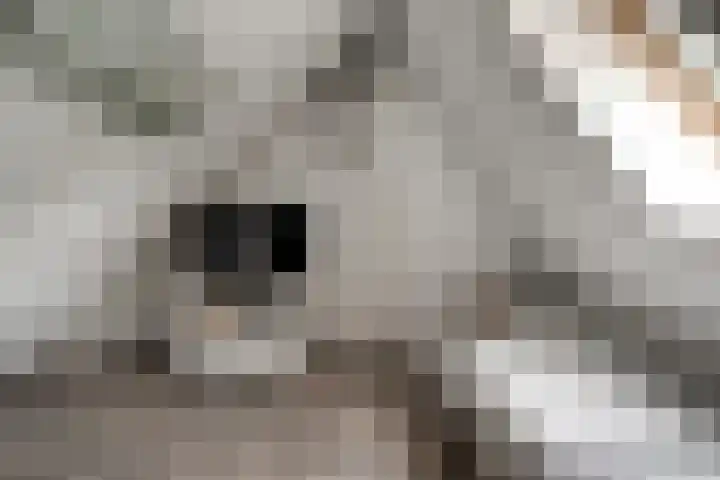 Woeziksestraat 338 A Wijchen thumbnail 41