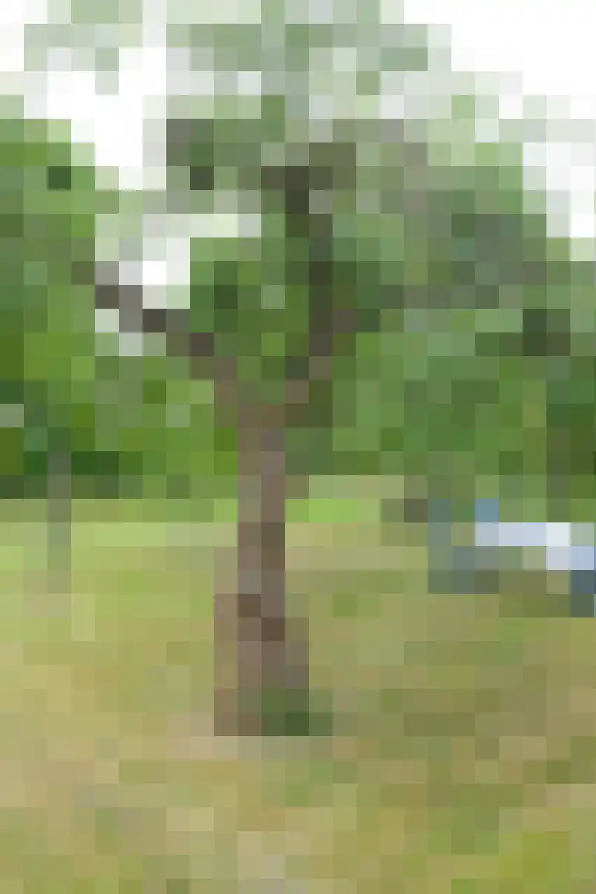 Woeziksestraat 617 Wijchen thumbnail 78