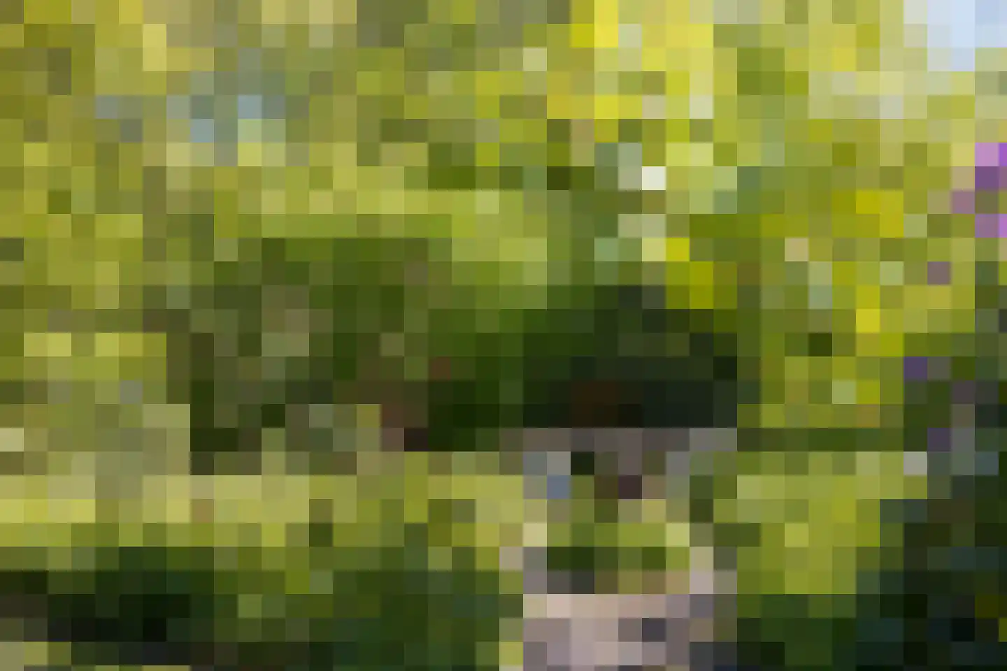 Wolbarg 25 Ruurlo thumbnail 33