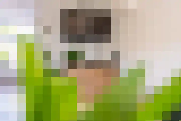 Wold 25 42 Lelystad thumbnail 16