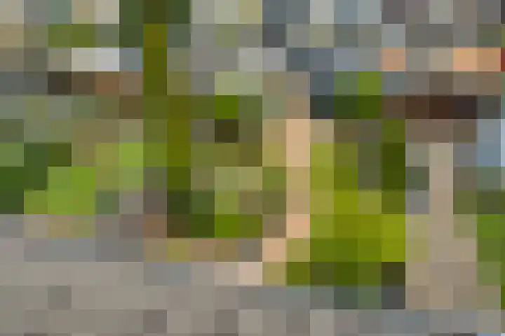 Woldeveld 8 Koog aan de Zaan thumbnail 41