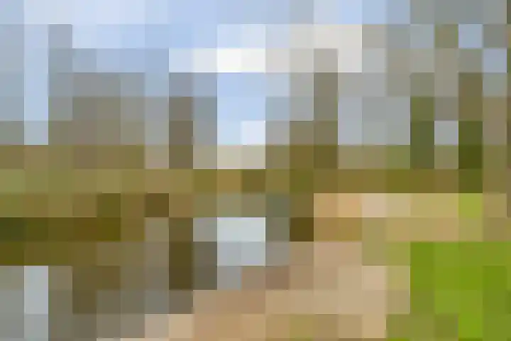 Woldeveld 8 Koog aan de Zaan thumbnail 63