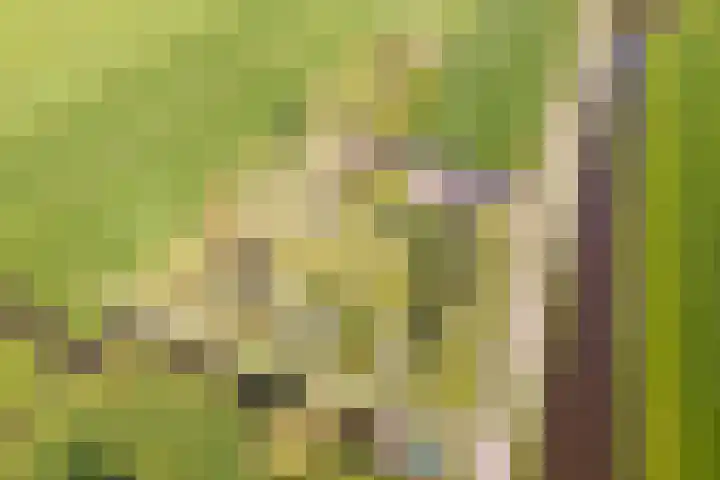 Woldweg 12 Sebaldeburen thumbnail 73