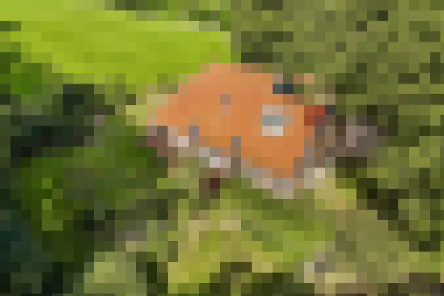 Woldweg 2 De Pol thumbnail 52