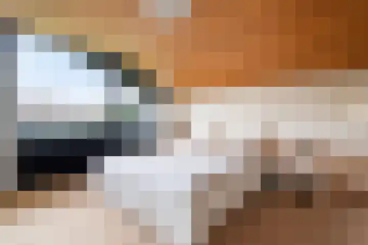 Woldzoom 37 Roden thumbnail 32