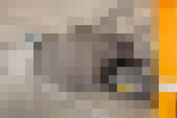 Wolfend 139 Bergschenhoek thumbnail 25