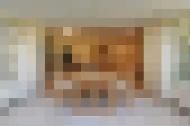 Wolfend 17 Bergschenhoek thumbnail 15