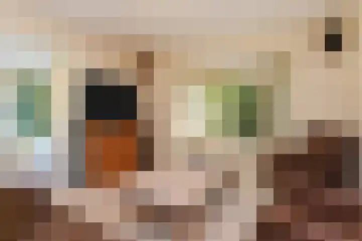 Wolfend 17 Bergschenhoek thumbnail 18