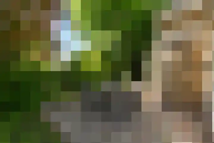Wolfend 17 Bergschenhoek thumbnail 55