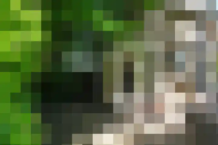 Wolfend 17 Bergschenhoek thumbnail 56