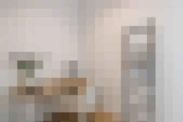 Wolff en Dekenplein 3 Utrecht thumbnail 21