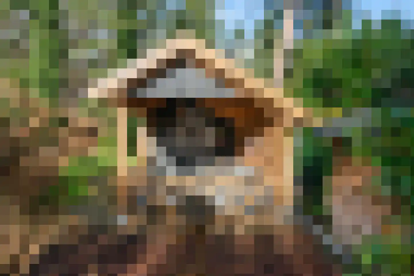Wolfhezerweg 120 22 Wolfheze thumbnail 60