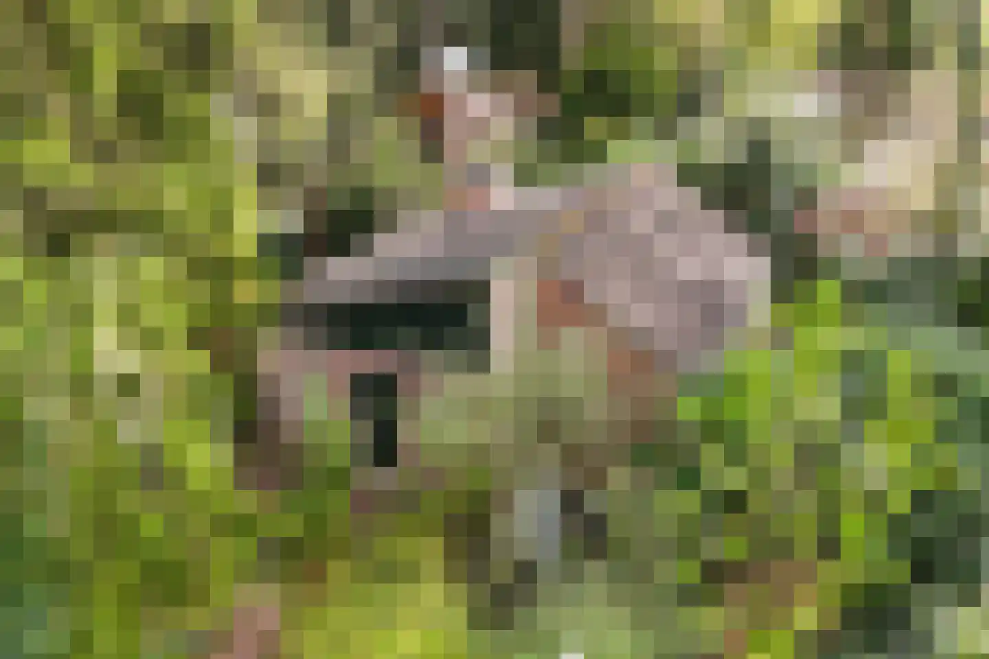Wolfhezerweg 120 44 Wolfheze thumbnail 60