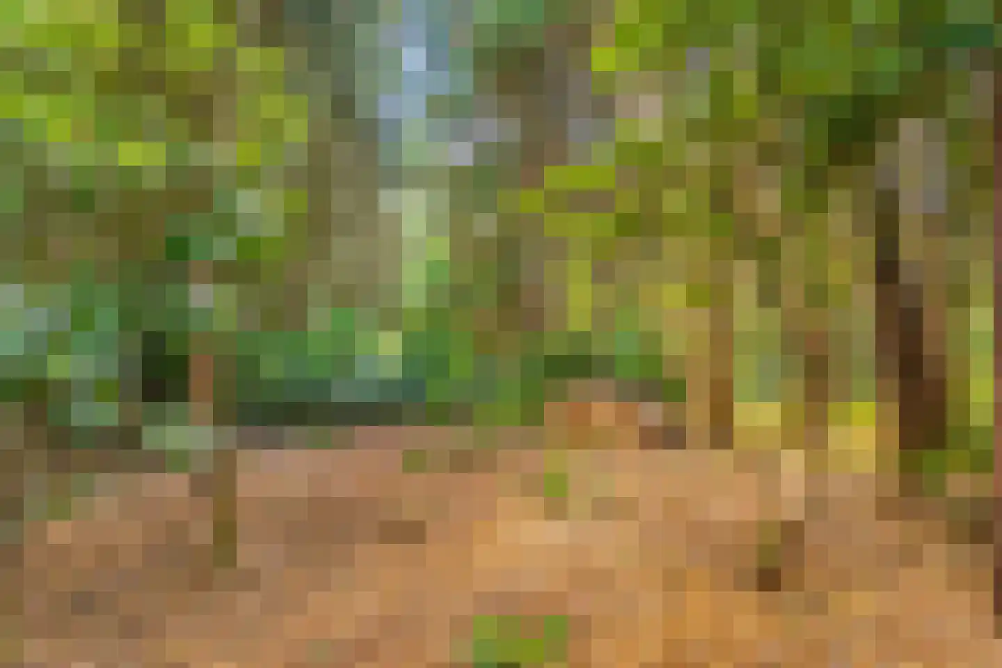 Wolfhezerweg 120 49 Wolfheze thumbnail 12