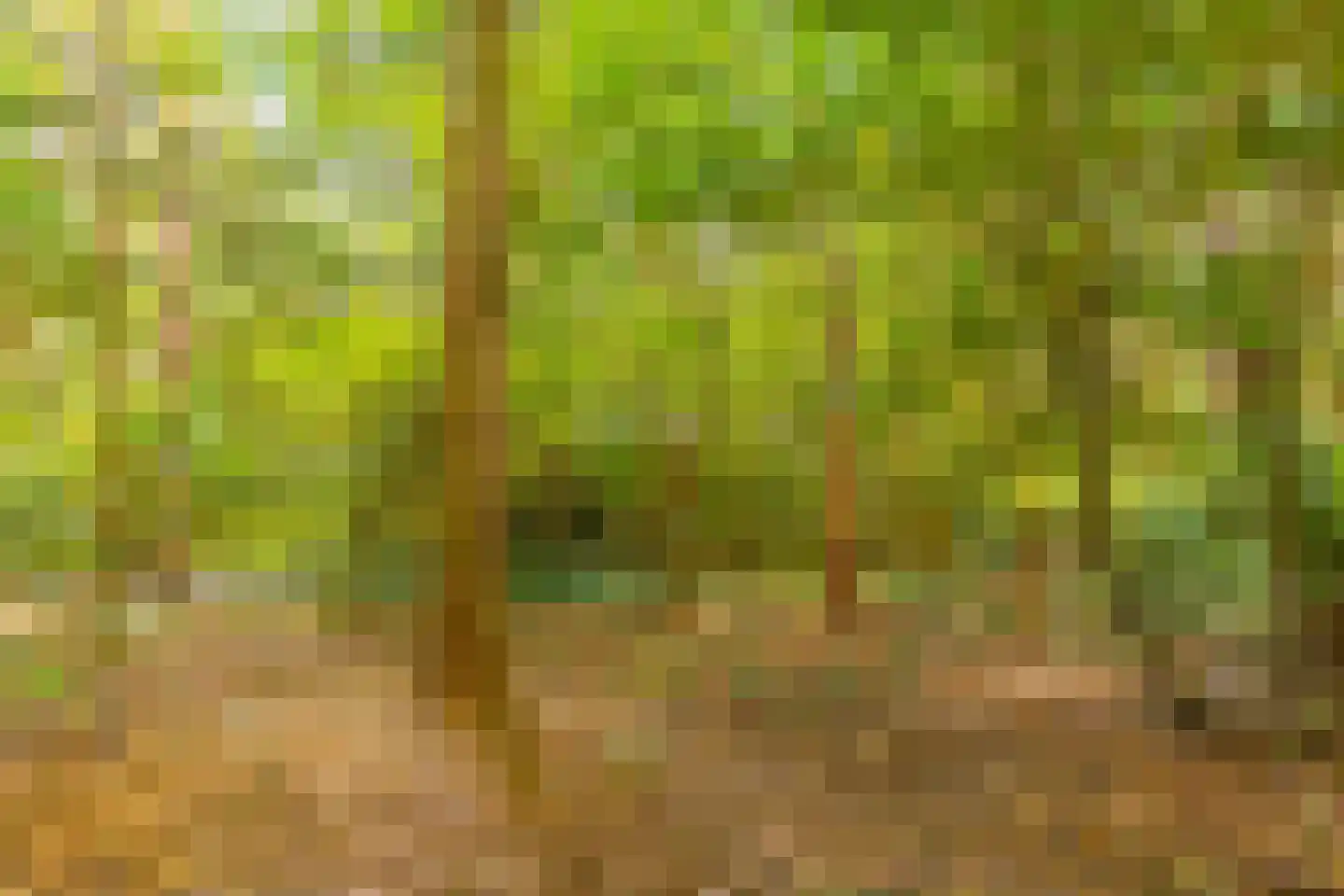 Wolfhezerweg 120 49 Wolfheze thumbnail 13