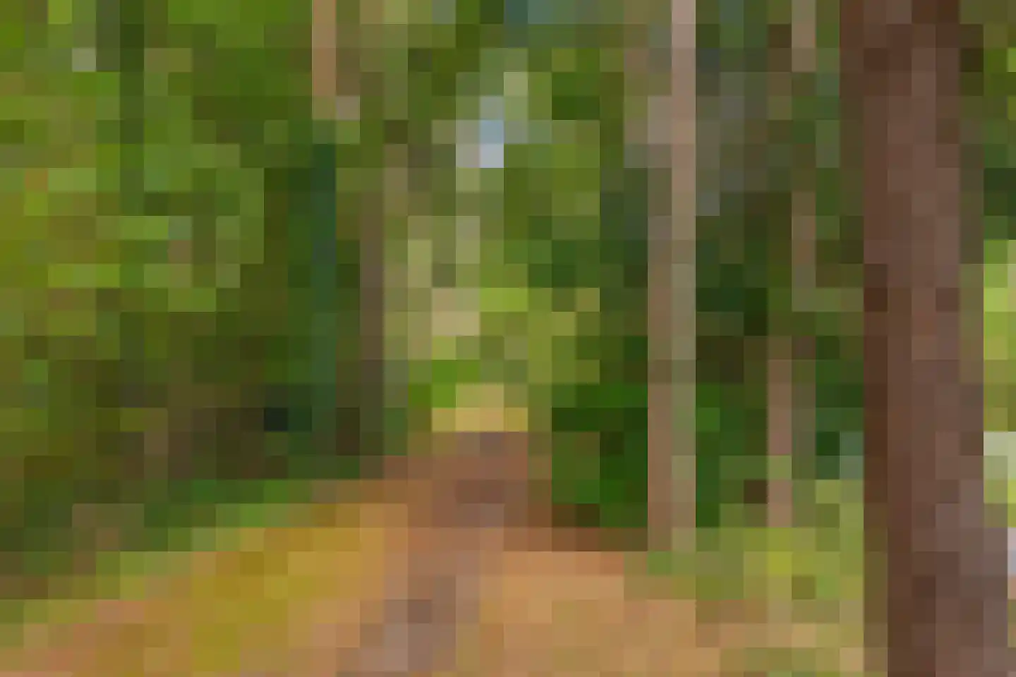 Wolfhezerweg 120 49 Wolfheze thumbnail 17