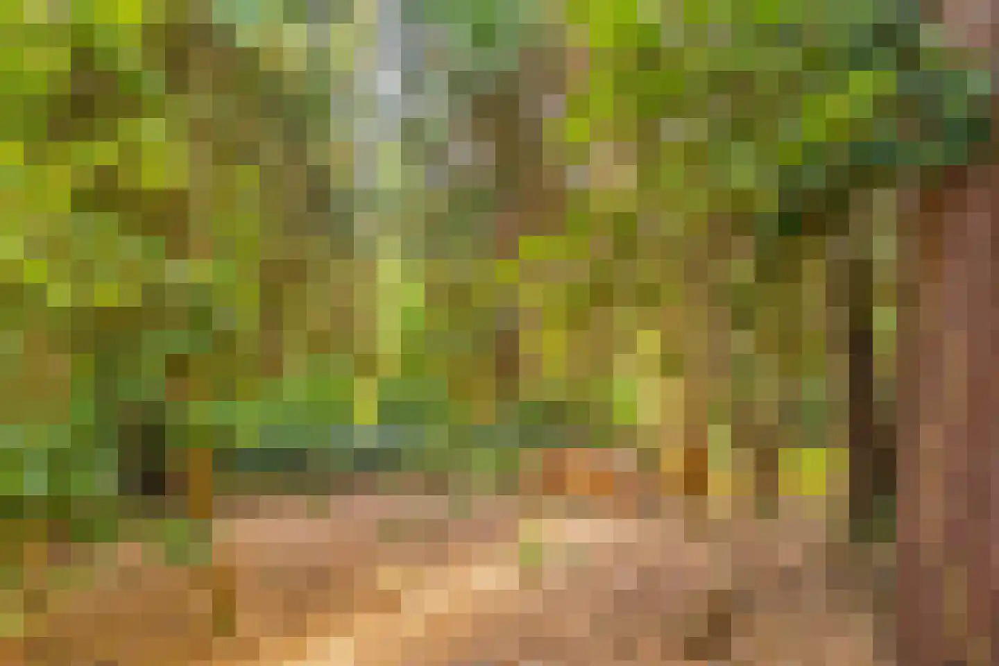 Wolfhezerweg 120 49 Wolfheze thumbnail 18