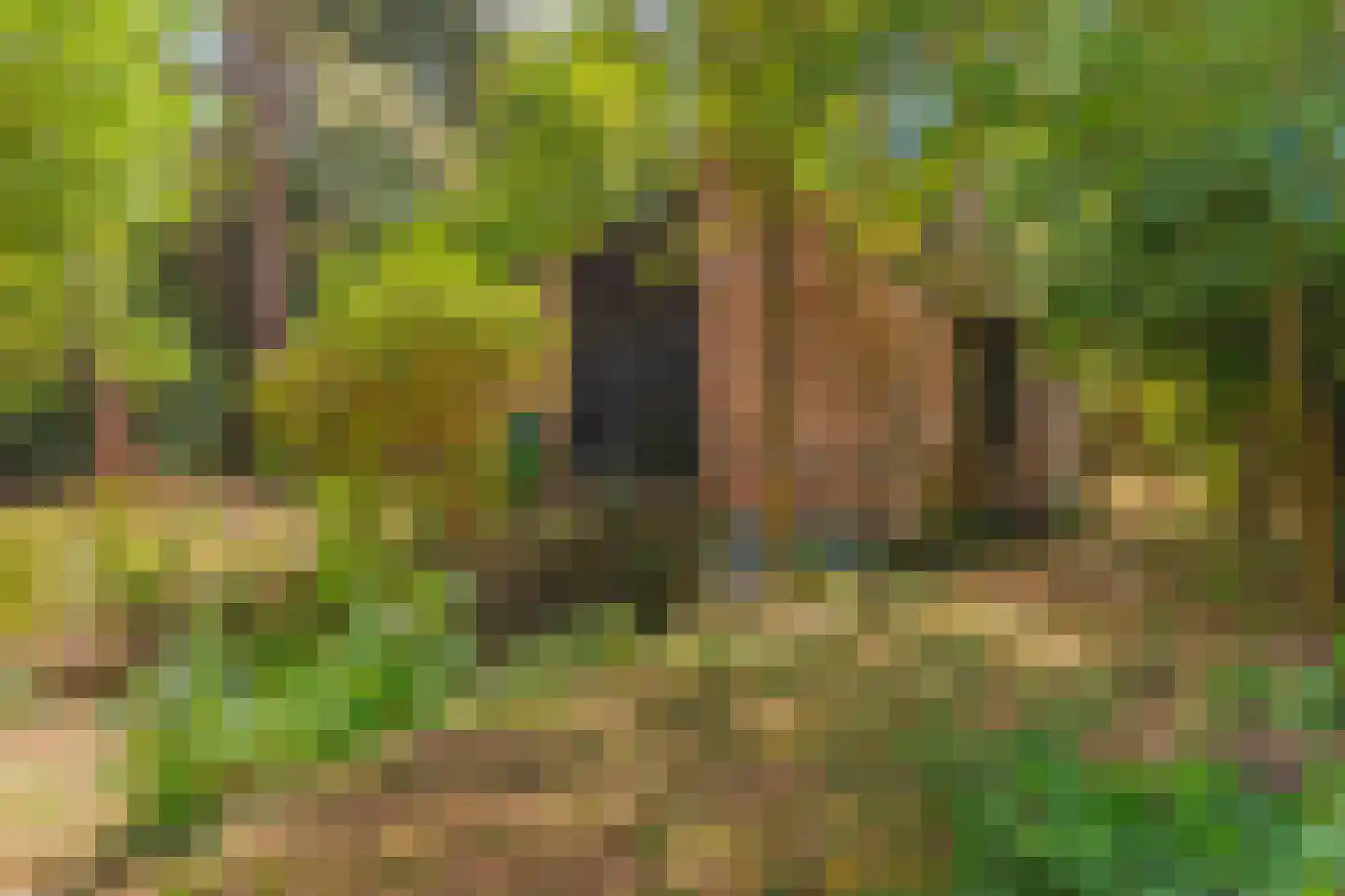 Wolfhezerweg 120 49 Wolfheze thumbnail 4