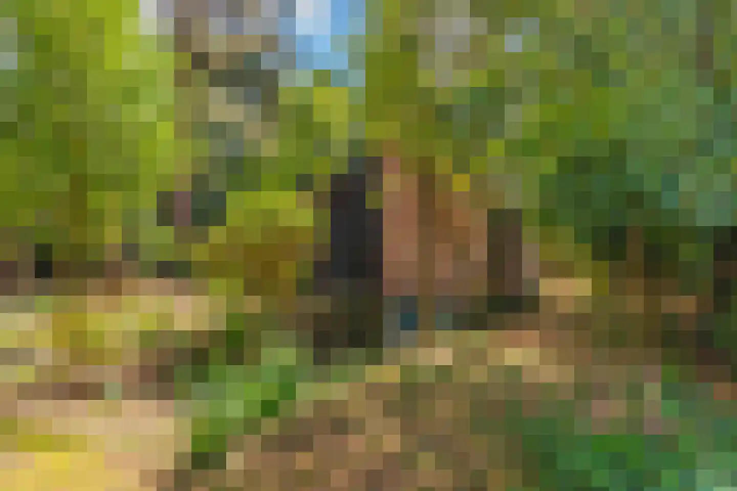 Wolfhezerweg 120 49 Wolfheze thumbnail 8