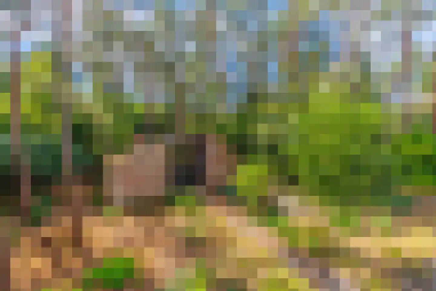 Wolfhezerweg 120 49 Wolfheze thumbnail 9