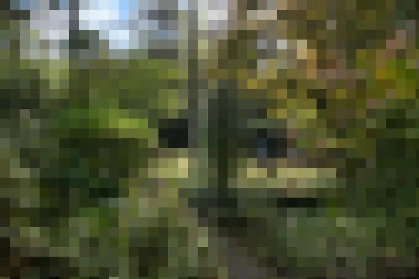 Wolfhezerweg 120 57 Wolfheze thumbnail 60