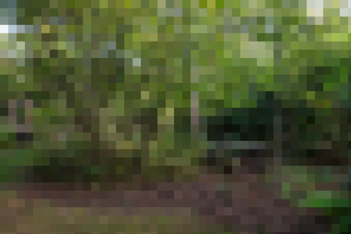 Wolfhezerweg 120 57 Wolfheze thumbnail 61