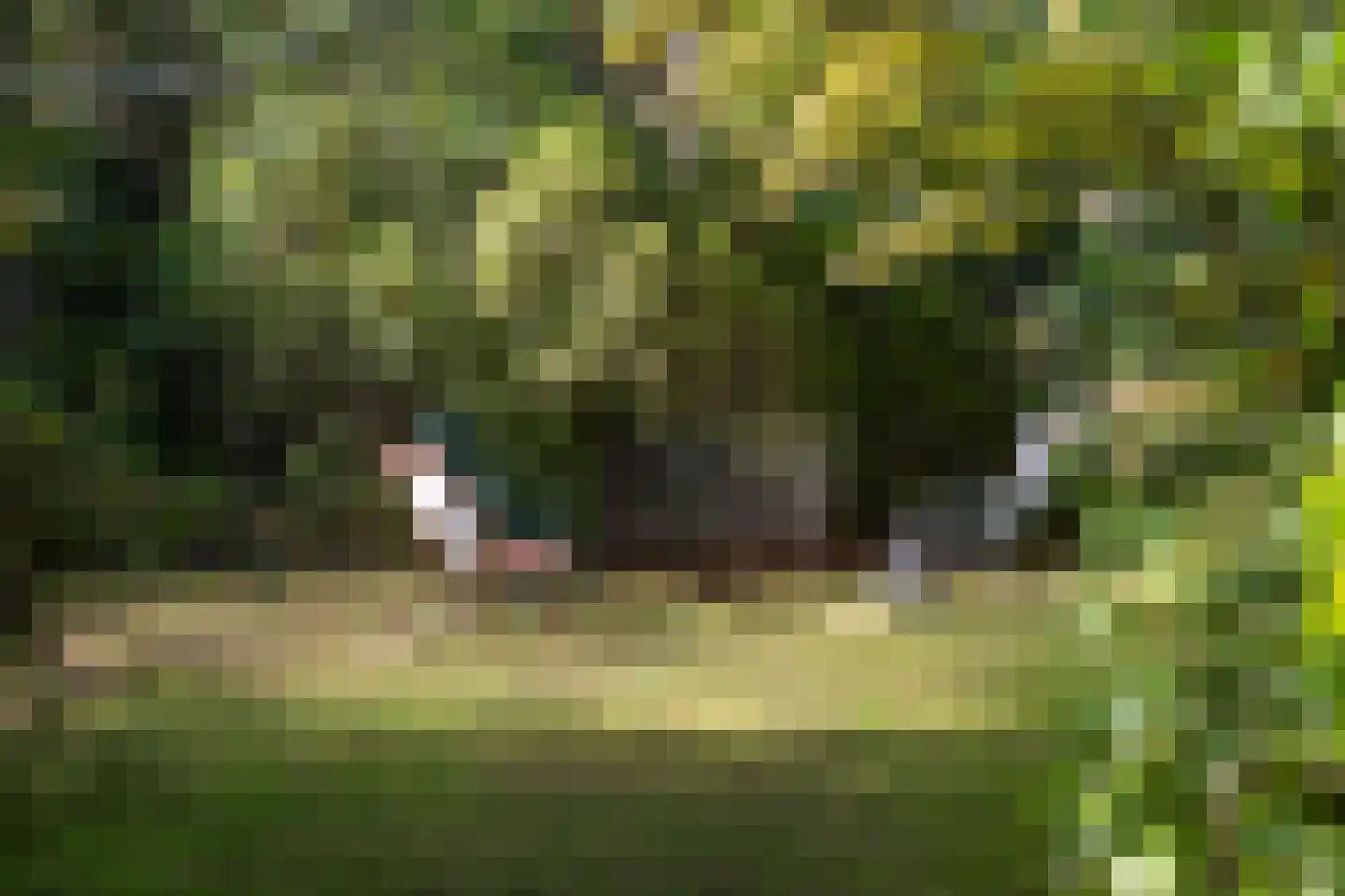 Wolfhezerweg 120 57 Wolfheze thumbnail 65