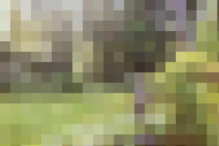 Wolfhezerweg 120 76 Wolfheze thumbnail 54
