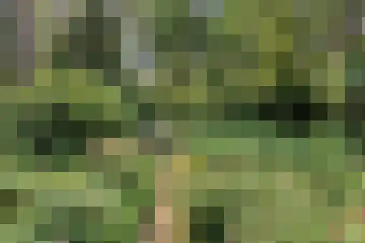 Wolfhezerweg 120 76 Wolfheze thumbnail 66