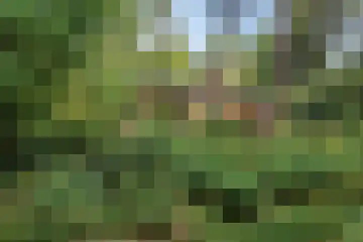 Wolfhezerweg 120 76 Wolfheze thumbnail 67