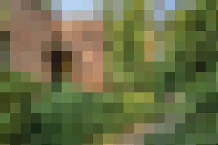 Wolfhezerweg 120 76 Wolfheze thumbnail 69