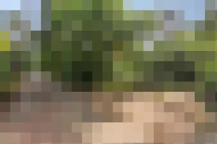 Wolfhezerweg 120 76 Wolfheze thumbnail 73