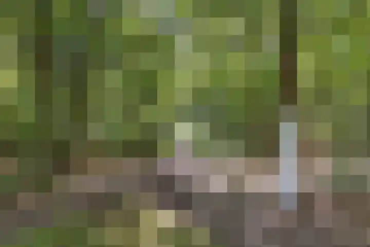 Wolfhezerweg 120 76 Wolfheze thumbnail 75