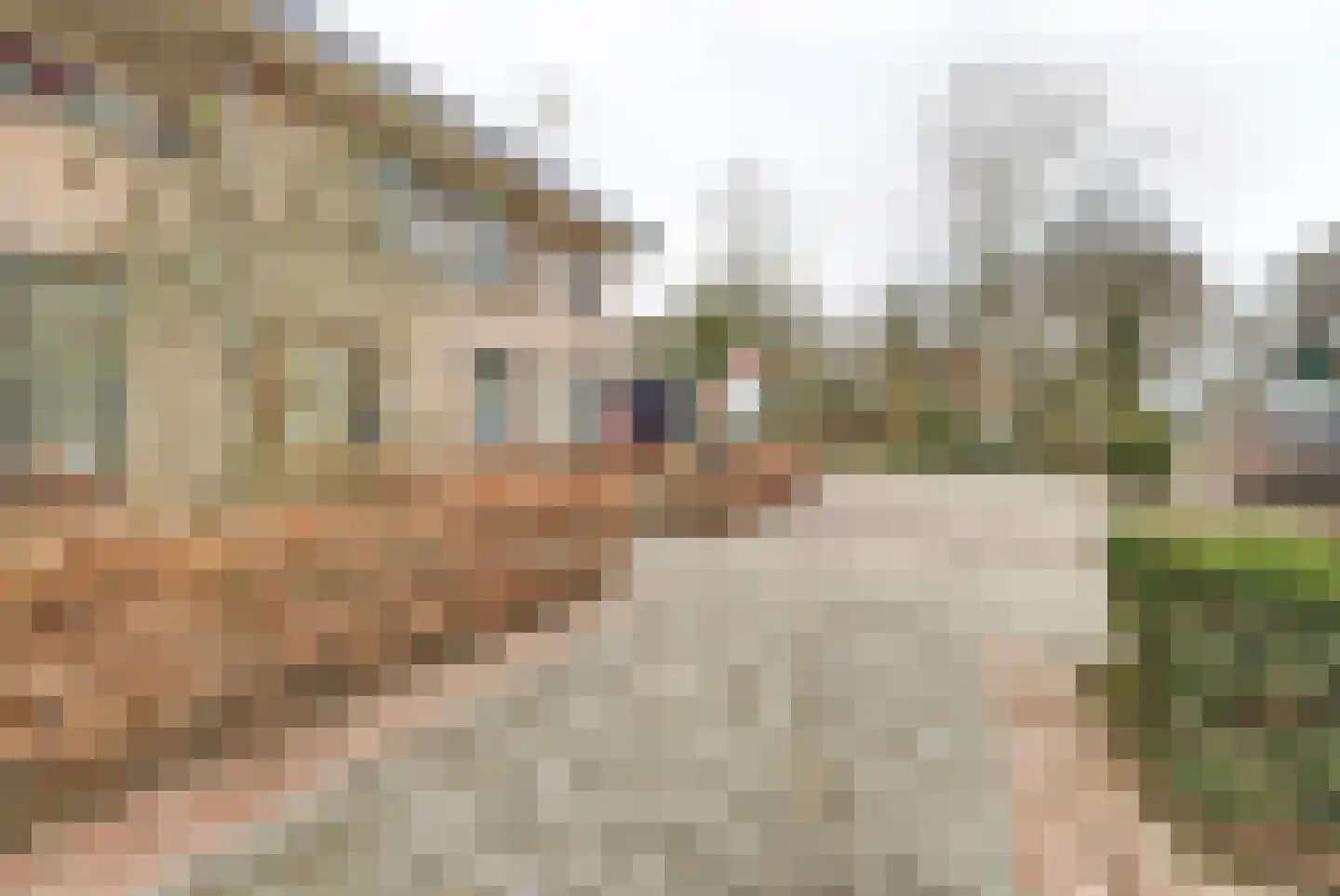 Wolfhezerweg 94 Wolfheze thumbnail 4