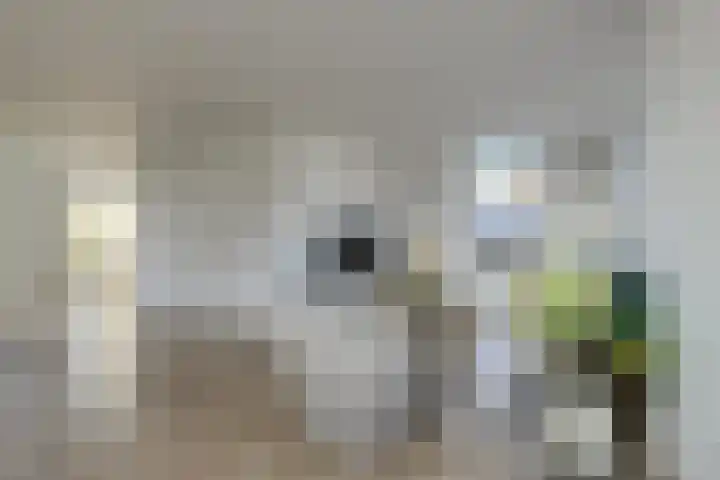 Wolfsdonk 9 Bavel thumbnail 4