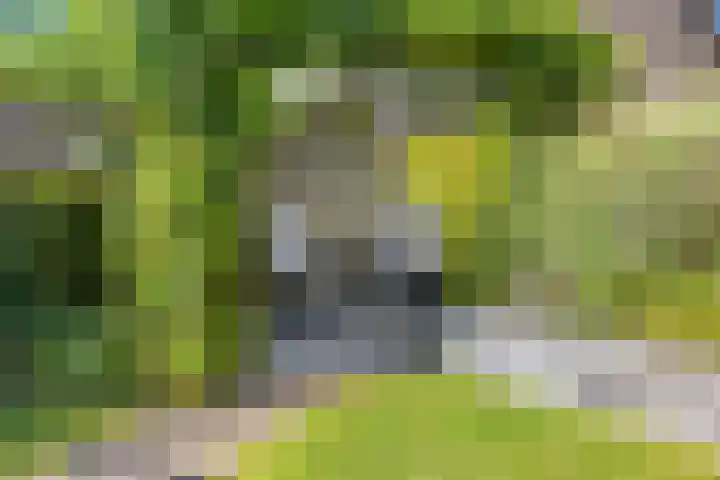 Wolfsheining 13 Rijsbergen thumbnail 36
