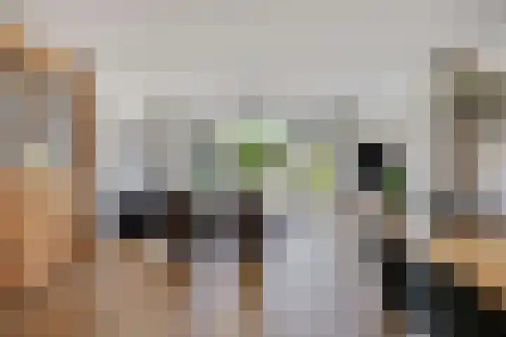 Wolfsheining 13 Rijsbergen thumbnail 4