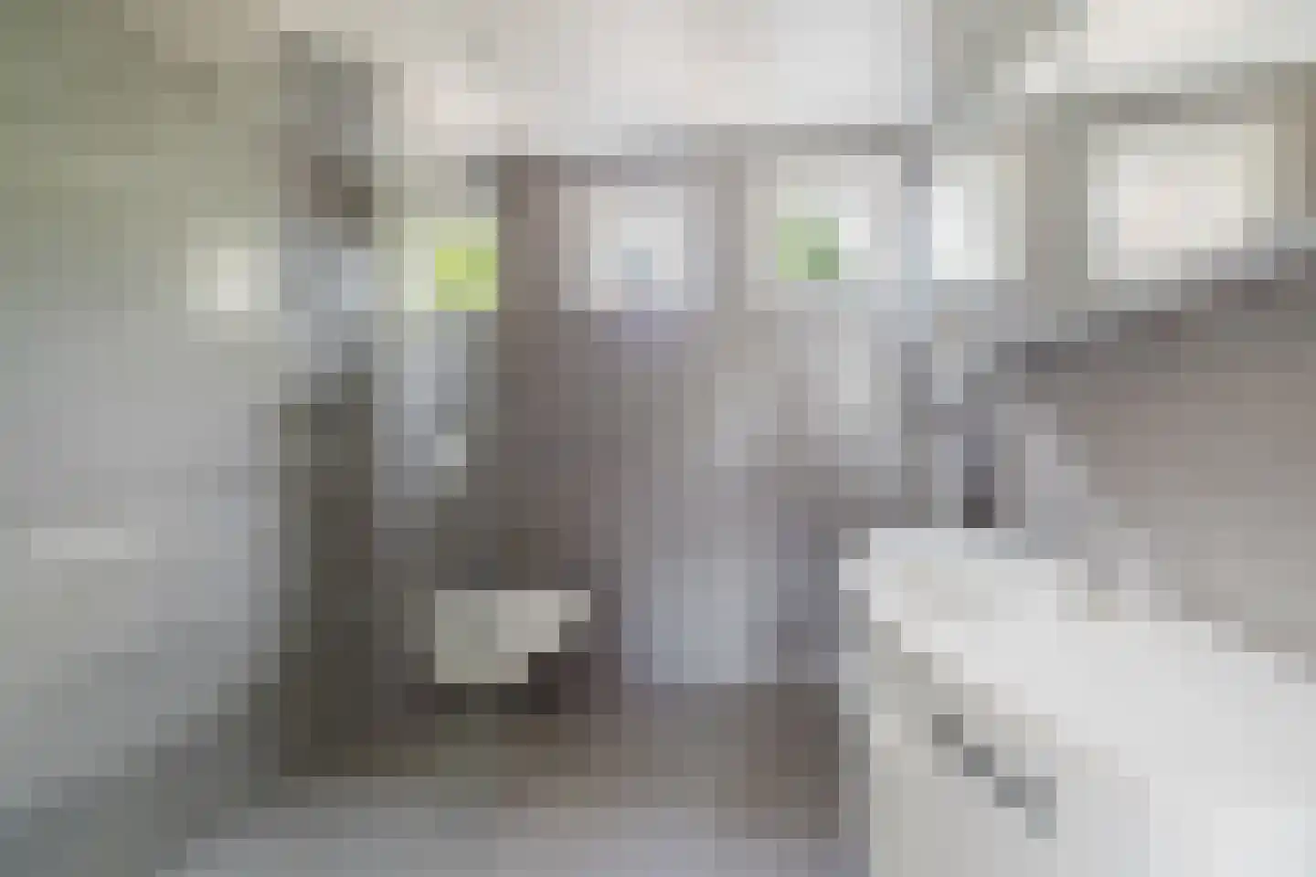 Wolfsheining 20 Rijsbergen thumbnail 35