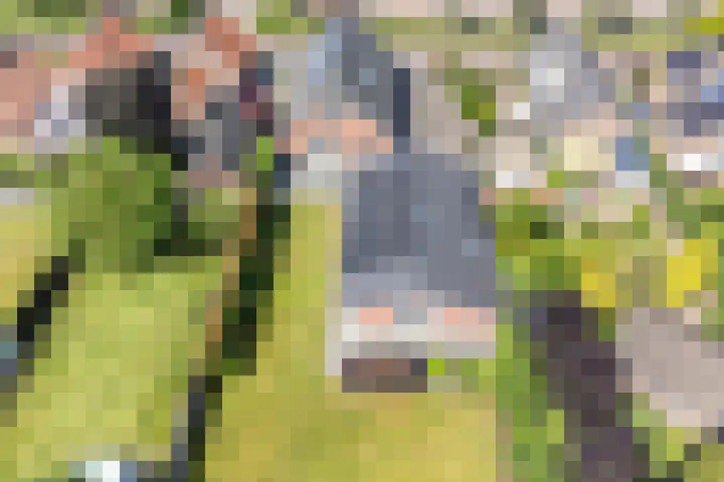 Wolfshoek 50 Elshout thumbnail 34
