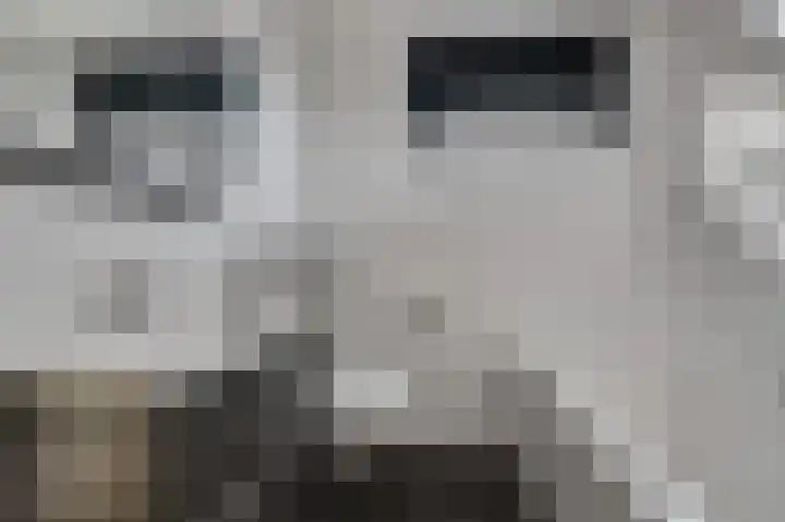 Wolfskers 1 Venray thumbnail 20