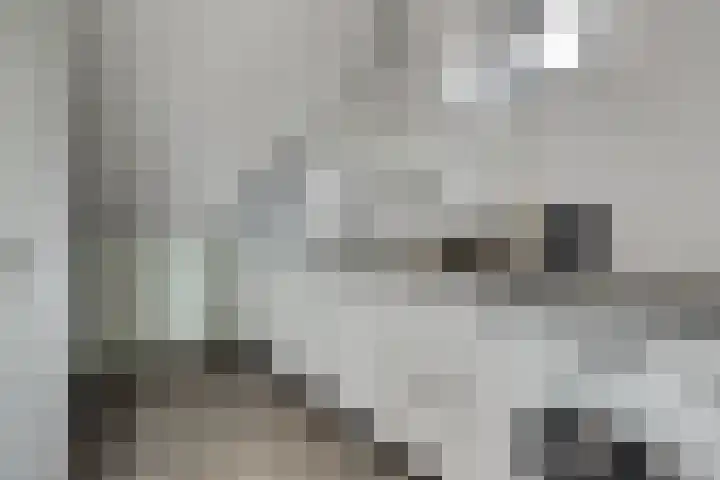 Wolfskers 1 Venray thumbnail 22