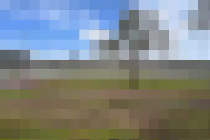 Wolfsklauw 59 Emmen thumbnail 30