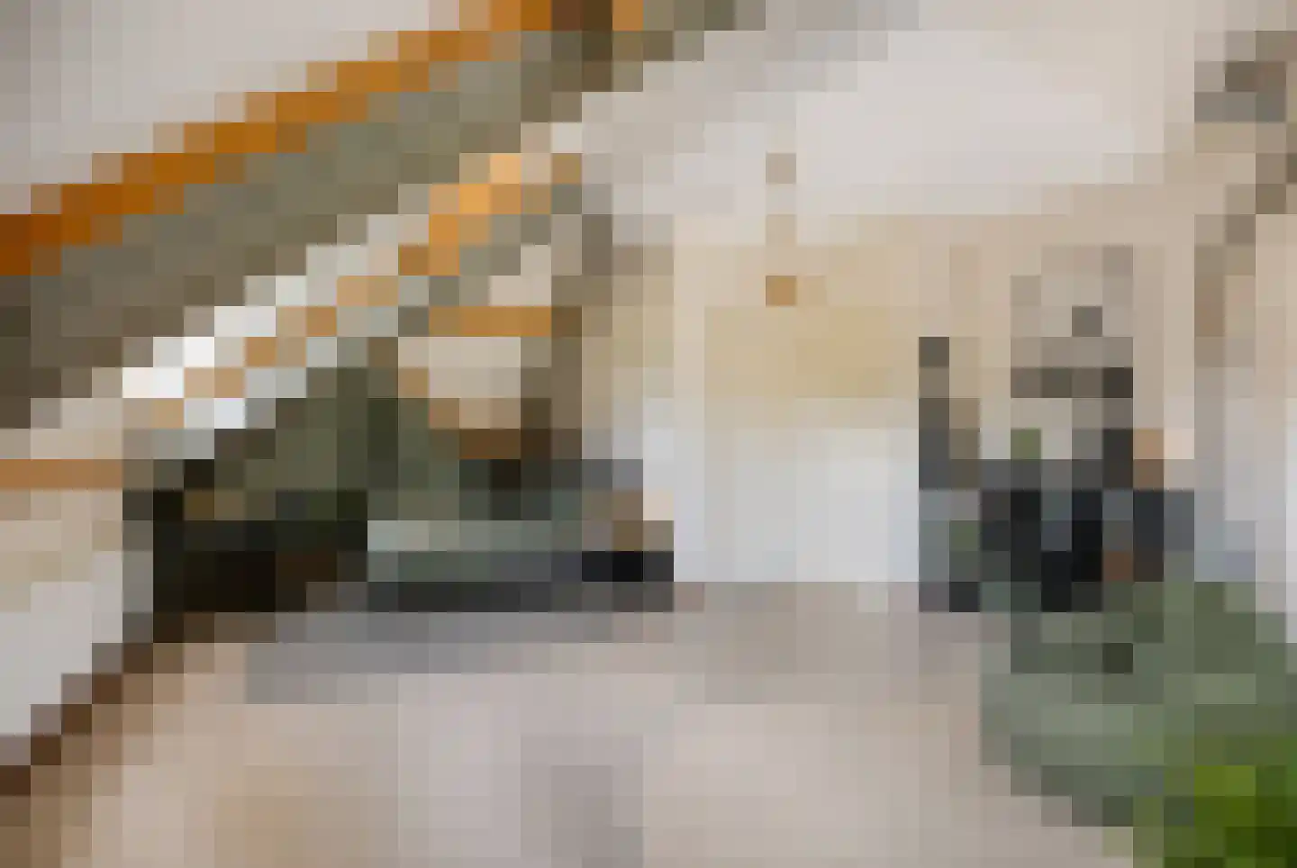 Wolfsklauwstraat 10 Landhorst thumbnail 5