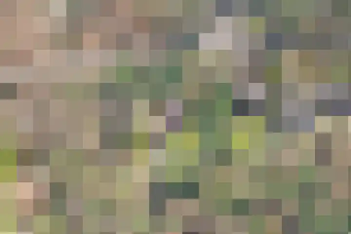 Wolfskuil 14 Ommen thumbnail 4