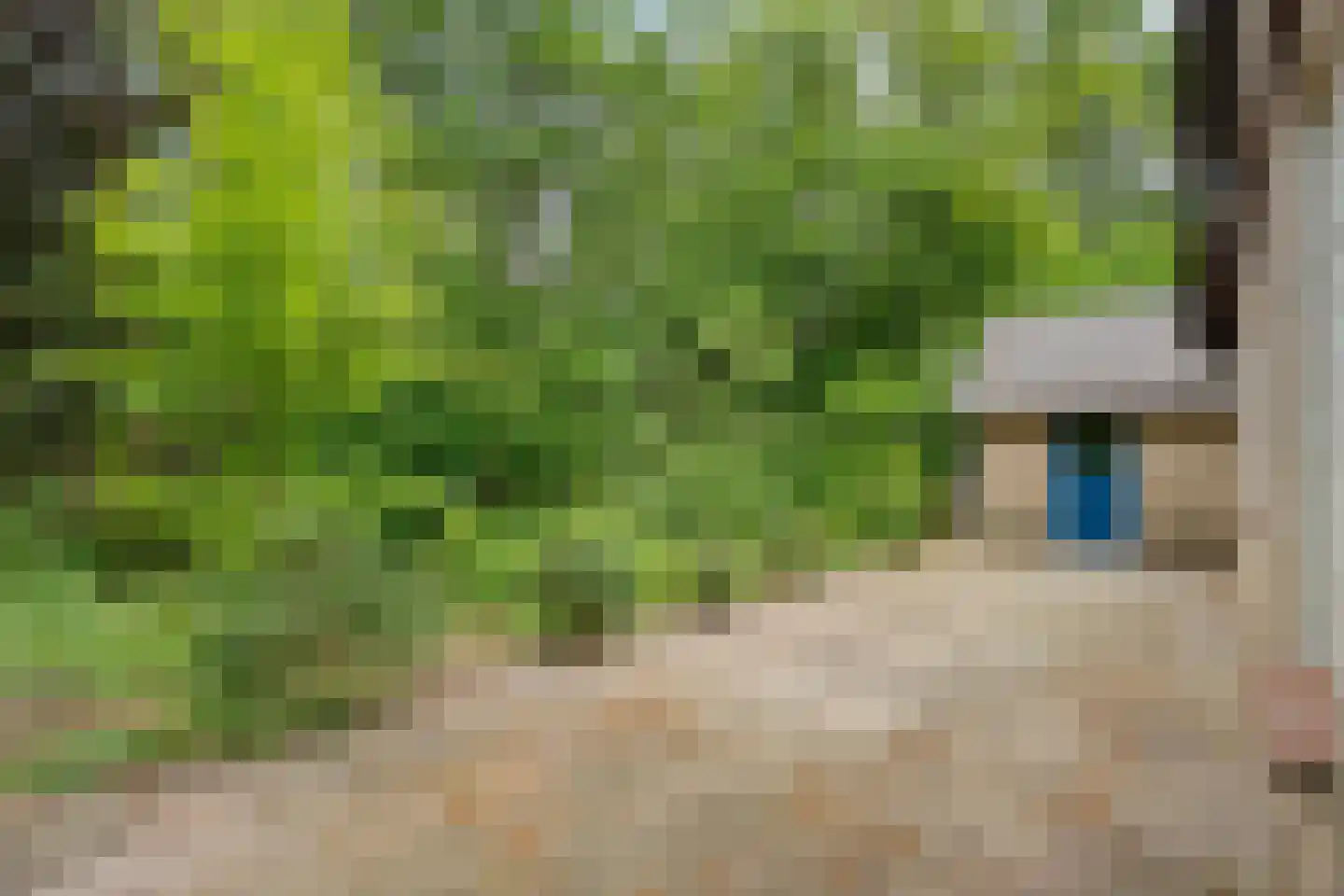 Wolfskuil 20 Ommen thumbnail 11