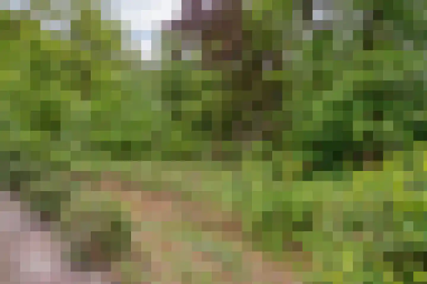 Wolfskuil 20 Ommen thumbnail 13